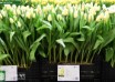 Tulipa Fun For Two ® (1)